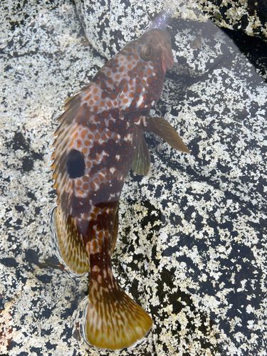 キジハタの釣果