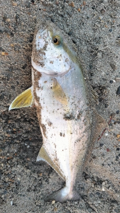ショゴの釣果