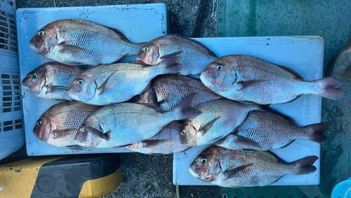 マダイの釣果
