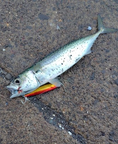 サバの釣果