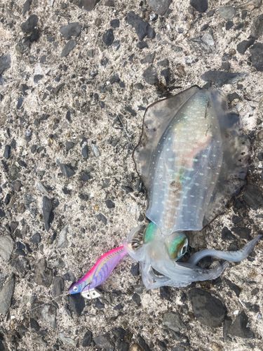 アオリイカの釣果