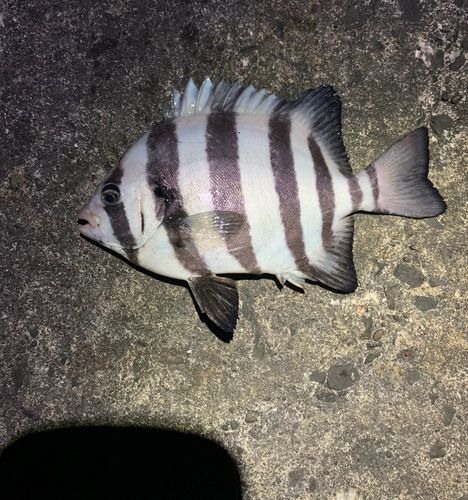 イシダイの釣果