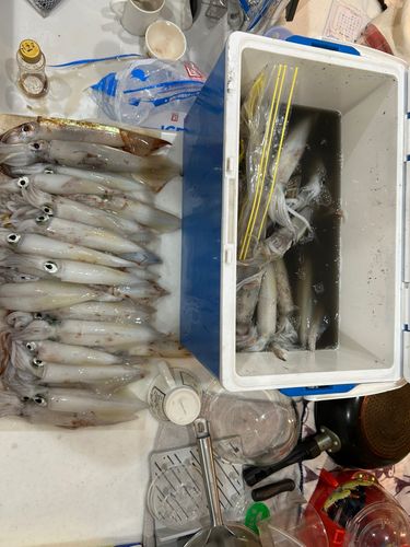ケンサキイカの釣果