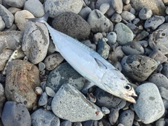 ヒラソウダの釣果