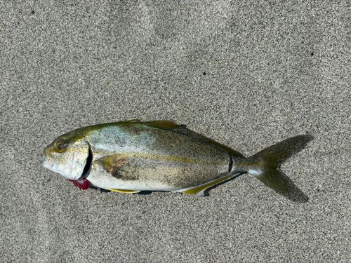 ショゴの釣果