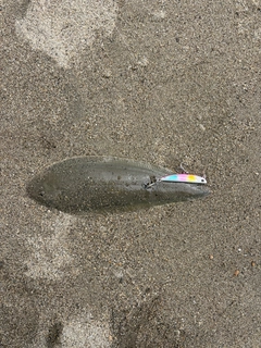 シタビラメの釣果