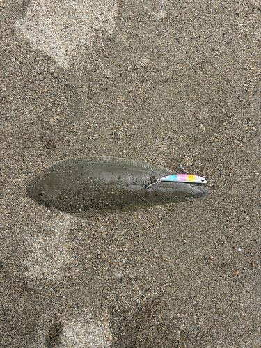 シタビラメの釣果