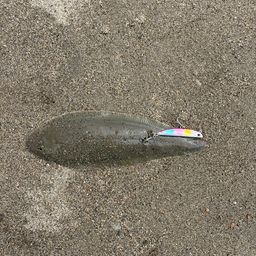シタビラメ