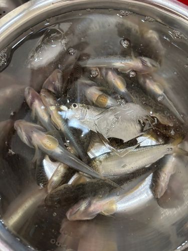 ハゼの釣果