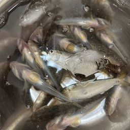ハゼ