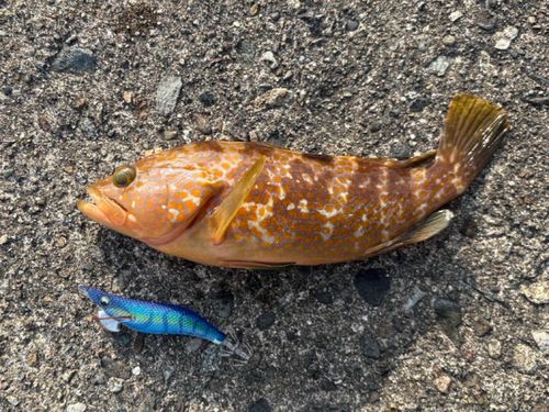 キジハタの釣果