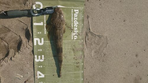 マゴチの釣果