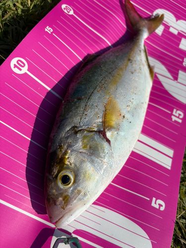 ショゴの釣果