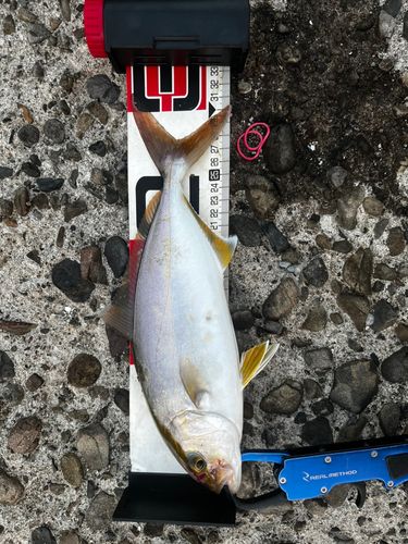 ネリゴの釣果