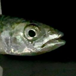 サバ