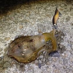 アオリイカ