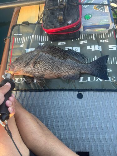 オオモンハタの釣果