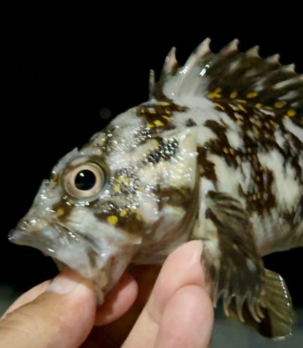 オウゴンムラソイの釣果