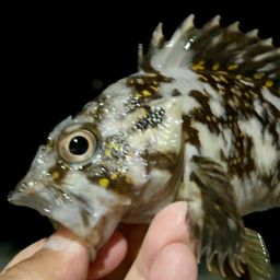 オウゴンムラソイ