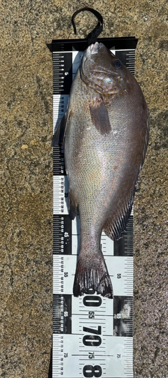 コロダイの釣果