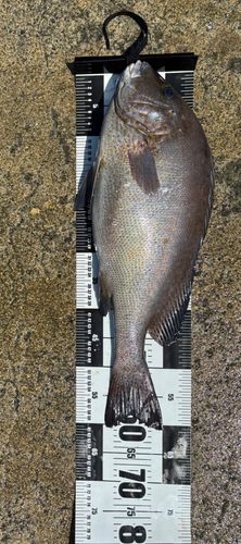 コロダイの釣果