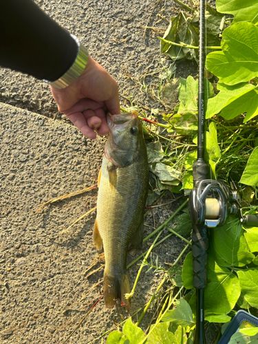 ブラックバスの釣果