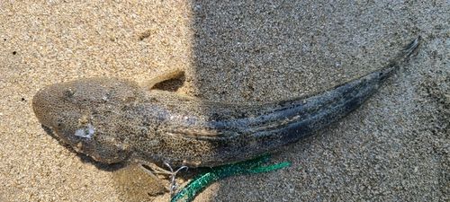 マゴチの釣果