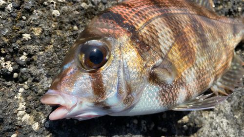 メイチダイの釣果