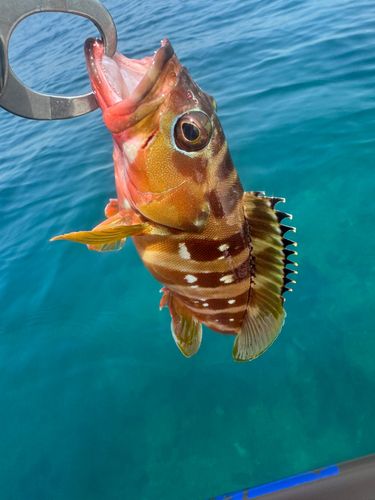 アカハタの釣果