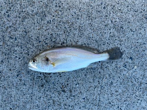 イシモチの釣果