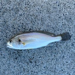 イシモチ