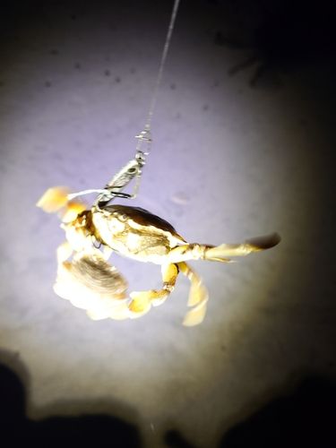 カニの釣果