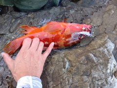 アカハタの釣果