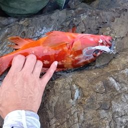 アカハタ