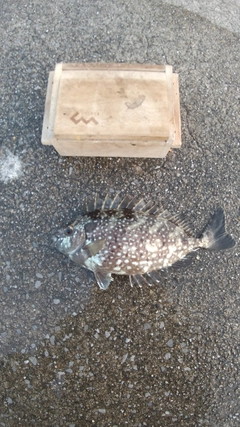 アイゴの釣果