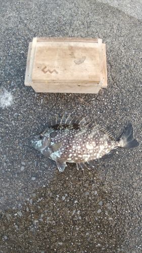 アイゴの釣果