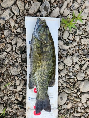 スモールマウスバスの釣果