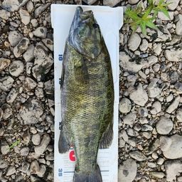 スモールマウスバス