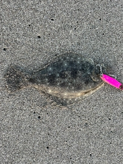 ソゲの釣果