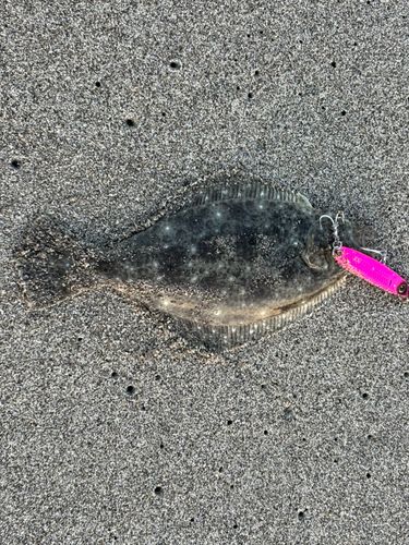 ソゲの釣果