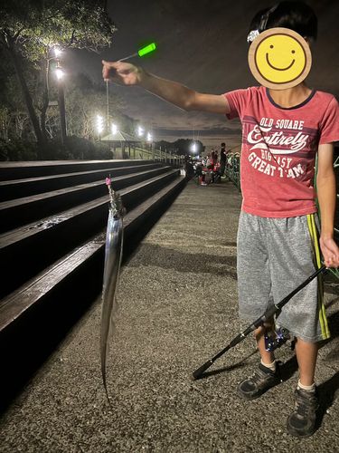 タチウオの釣果