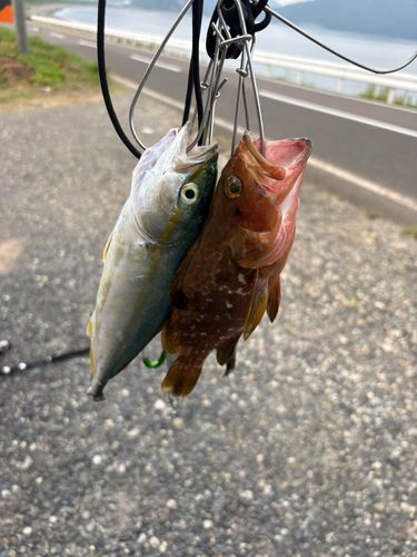 ツバスの釣果