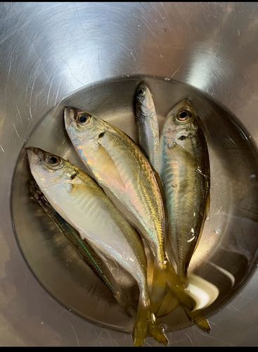 アジの釣果