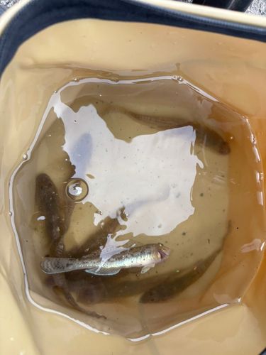 マハゼの釣果