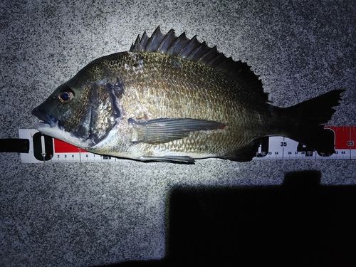 クロダイの釣果