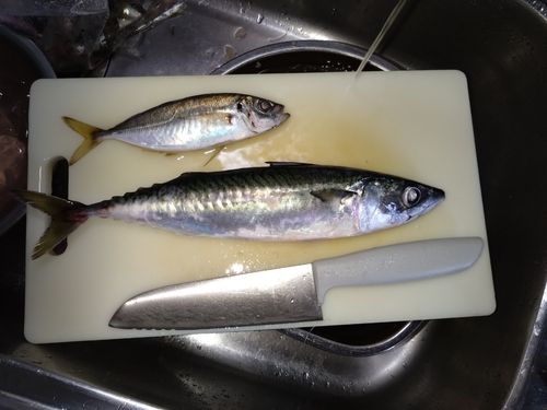 サバの釣果