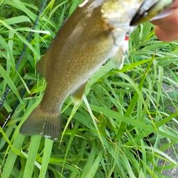 スモールマウスバス