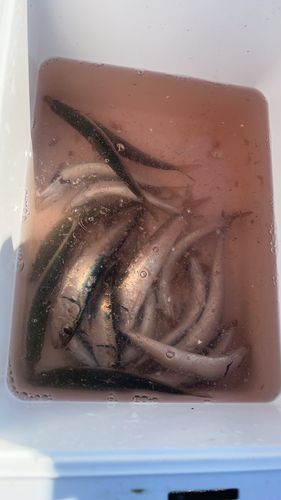 イワシの釣果