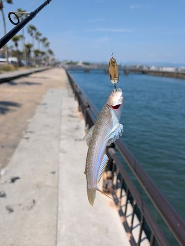 エソの釣果
