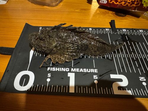 オニオコゼの釣果